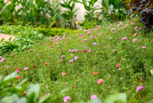 Công viên đường hoa 2